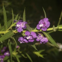 Angelonia salicariifolia Bonpl.